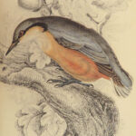 1843 BIRDS Jardine Ornithology EXQUISITE ART Orioles Robin Nightingale Raven
