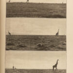 1910 Theodore Roosevelt 1ed African Game Trails HUNTING Expedition Illustrated
