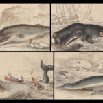1852 WHALES Dolphins Jardine Naturalist Mammalia Cetacea Porpoises Whaling ART