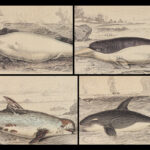 1852 WHALES Dolphins Jardine Naturalist Mammalia Cetacea Porpoises Whaling ART