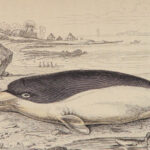 1852 WHALES Dolphins Jardine Naturalist Mammalia Cetacea Porpoises Whaling ART