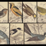 1840 BIRDS Ornithology Jardine Flycatchers Naturalist Library 33 Color Plates