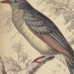 1840 BIRDS Ornithology Jardine Flycatchers Naturalist Library 33 Color Plates