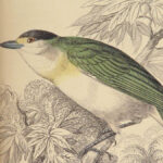 1840 BIRDS Ornithology Jardine Flycatchers Naturalist Library 33 Color Plates