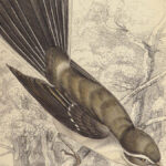 1840 BIRDS Ornithology Jardine Flycatchers Naturalist Library 33 Color Plates