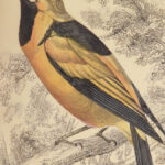1840 BIRDS Ornithology Jardine Flycatchers Naturalist Library 33 Color Plates
