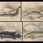 1852 FISH ART Jardine Naturalist Ichthyology Guiana Natural History Gar FISHING