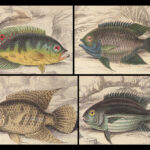 1852 FISH ART Jardine Naturalist Ichthyology Guiana Natural History Gar FISHING