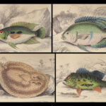 1852 FISH ART Jardine Naturalist Ichthyology Guiana Natural History Gar FISHING