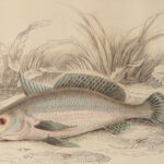 1852 FISH ART Jardine Naturalist Ichthyology Guiana Natural History Gar FISHING