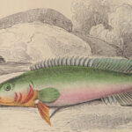 1852 FISH ART Jardine Naturalist Ichthyology Guiana Natural History Gar FISHING