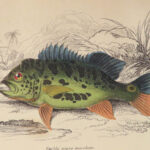 1852 FISH ART Jardine Naturalist Ichthyology Guiana Natural History Gar FISHING