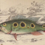 1852 FISH ART Jardine Naturalist Ichthyology Guiana Natural History Gar FISHING
