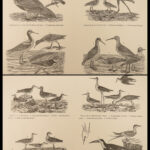 1871 American Ornithology BIRDS Alexander Wilson Animal Science Rare Species 3in1
