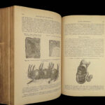 1878 GRAY’S ANATOMY Surgery Illustrated Medicine Physician Cardiology Neurology