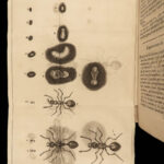 1685 INSECTS 1ed Swammerdam Mosquitos Scorpions Dragonflies SCIENCE Illustrated