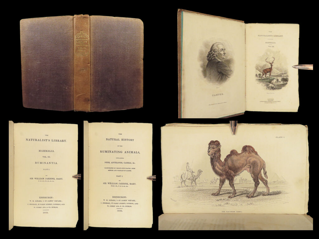 1835 deer elk moose camels llamas giraffe illustrated animals jardine naturalist | sir william jardine was a 19<sup>th</sup>-century scottish naturalist most known for his extensive series of books on natural history, ‘<em>the naturalist’s library’. </em> <em> </em> this edition of jardine’s ‘<em>mammalia’</em> is <strong>beautifully color illustrated with 35 engravings! </strong> the plates from jardine’s works are exceedingly desirable and are found framed and displayed by themselves. This volume showcases illustrations and descriptions of deer and other similar animals. Other notable animals covered in this tome include antelopes, camels, llamas, elk, moose, and many more!