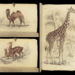 1835 DEER Elk Moose Camels Llamas Giraffe Illustrated Animals Jardine Naturalist