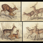 1835 DEER Elk Moose Camels Llamas Giraffe Illustrated Animals Jardine Naturalist
