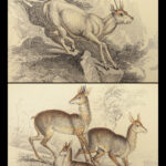 1835 DEER Elk Moose Camels Llamas Giraffe Illustrated Animals Jardine Naturalist