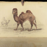 1835 DEER Elk Moose Camels Llamas Giraffe Illustrated Animals Jardine Naturalist