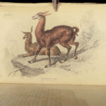 1835 DEER Elk Moose Camels Llamas Giraffe Illustrated Animals Jardine Naturalist