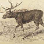 1835 DEER Elk Moose Camels Llamas Giraffe Illustrated Animals Jardine Naturalist