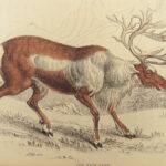 1835 DEER Elk Moose Camels Llamas Giraffe Illustrated Animals Jardine Naturalist