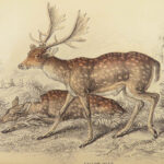1835 DEER Elk Moose Camels Llamas Giraffe Illustrated Animals Jardine Naturalist