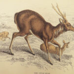 1835 DEER Elk Moose Camels Llamas Giraffe Illustrated Animals Jardine Naturalist