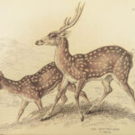 1835 DEER Elk Moose Camels Llamas Giraffe Illustrated Animals Jardine Naturalist