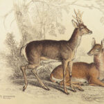 1835 DEER Elk Moose Camels Llamas Giraffe Illustrated Animals Jardine Naturalist