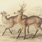 1835 DEER Elk Moose Camels Llamas Giraffe Illustrated Animals Jardine Naturalist