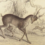 1835 DEER Elk Moose Camels Llamas Giraffe Illustrated Animals Jardine Naturalist