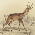 1835 DEER Elk Moose Camels Llamas Giraffe Illustrated Animals Jardine Naturalist