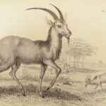 1835 DEER Elk Moose Camels Llamas Giraffe Illustrated Animals Jardine Naturalist