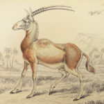 1835 DEER Elk Moose Camels Llamas Giraffe Illustrated Animals Jardine Naturalist