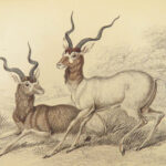 1835 DEER Elk Moose Camels Llamas Giraffe Illustrated Animals Jardine Naturalist