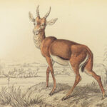 1835 DEER Elk Moose Camels Llamas Giraffe Illustrated Animals Jardine Naturalist