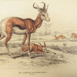 1835 DEER Elk Moose Camels Llamas Giraffe Illustrated Animals Jardine Naturalist