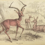 1835 DEER Elk Moose Camels Llamas Giraffe Illustrated Animals Jardine Naturalist