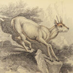 1835 DEER Elk Moose Camels Llamas Giraffe Illustrated Animals Jardine Naturalist
