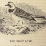 1845 British BIRDS Ornithology Aviary Illustrated 3v 500+ Woodcut Engravings