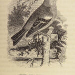 1845 British BIRDS Ornithology Aviary Illustrated 3v 500+ Woodcut Engravings