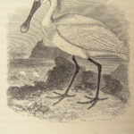1845 British BIRDS Ornithology Aviary Illustrated 3v 500+ Woodcut Engravings