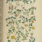 1876 Sowerby Wild Flowers Daisy 90 BOTANICAL Color Plates English Botany Plants
