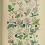 1876 Sowerby Wild Flowers Daisy 90 BOTANICAL Color Plates English Botany Plants
