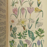 1876 Sowerby Wild Flowers Daisy 90 BOTANICAL Color Plates English Botany Plants