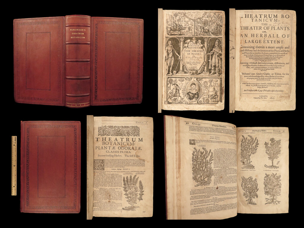1640 best english herbal 1ed theatrum botanicum john parkinson 2500+ engravings | john parkinson is considered to be one of the most important 17<sup>th</sup>-century botanists and was a foundational english herbalist. His discoveries and herbal treatises propelled him to royal botanist of king charles i, and while his royal position certainly contributed to his lasting fame, his most prestigious contribution was his book ‘<em>theatrum botanicum’</em>.   this monumental work is considered to be <strong><u>the most complete and thorough english herbal</u></strong>, much in part to the <u>more than 2,500 illustrated figures throughout</u>. First published in 1640, this book contained descriptions of more than 3800 different plants many of which had never been included in a botanical anthology before.