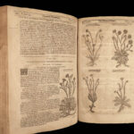 1640 BEST English HERBAL 1ed Theatrum Botanicum John Parkinson 2500+ Engravings